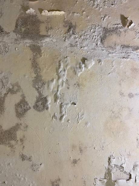 Best Mold Testing  in Redgranite, WI