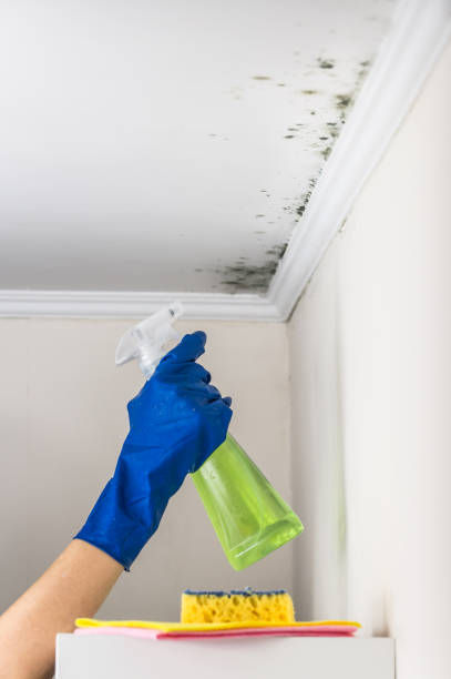 Best Certified Mold Removal  in Redgranite, WI