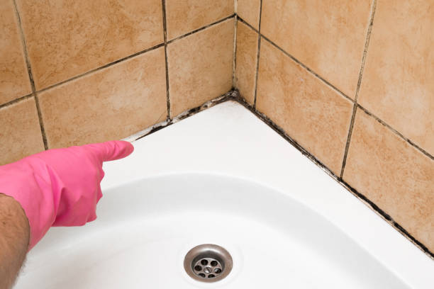 Mold Removal Process in Redgranite, WI