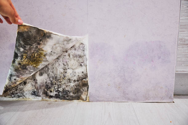 Best Residential Mold Removal  in Redgranite, WI